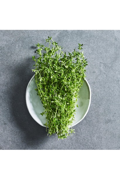 Чебрець перцевий ароматна трава для кулінарії